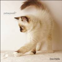 Don Pablo-2