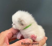 bandje groen